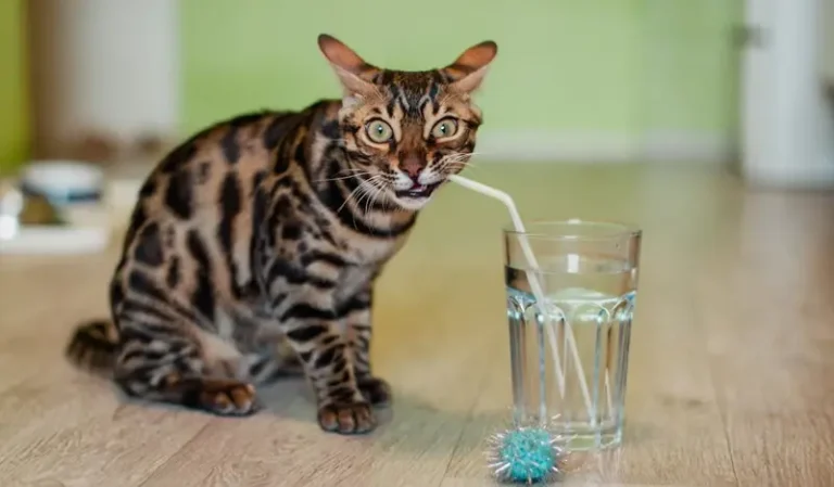 Kucing